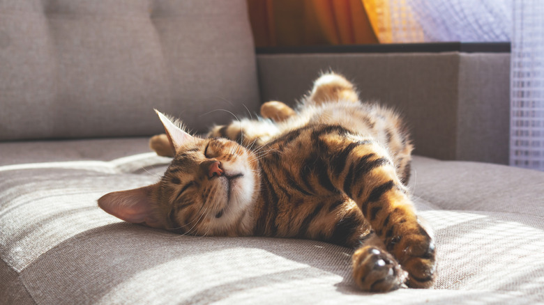 cute cat laying on couch