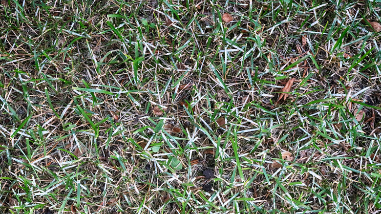 powdery mildew on lawn grass