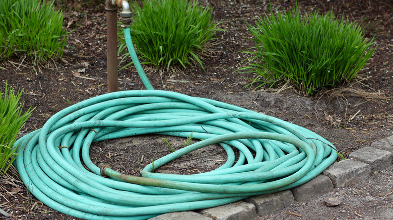 An old green hose sits coiled on the garden bed.