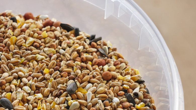A clear plastic bin filled with bird seed.