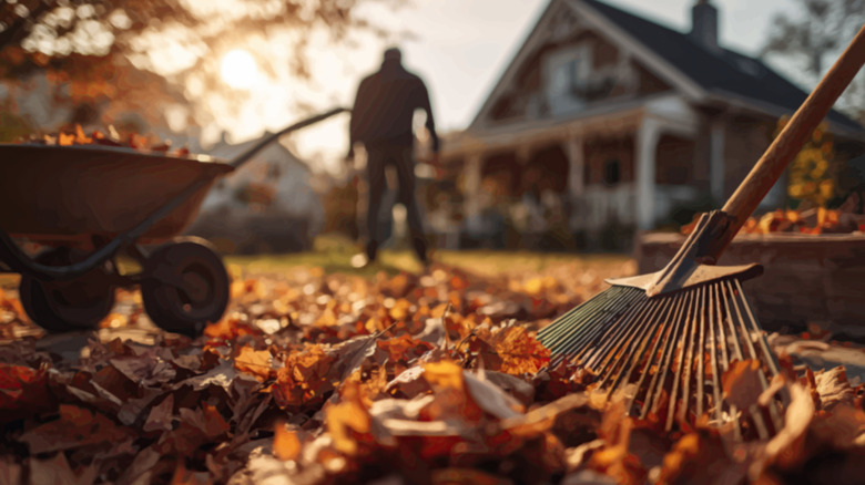 A person walking away from a leaf-covered yard, with a rake and wheelbarrow in the foreground