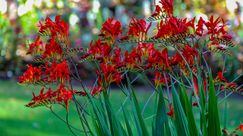 Red-flowering Crocosmia 'Lucifer' growing in a large garden.