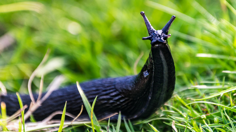 A dark-colored slug moving through a lush lawn.