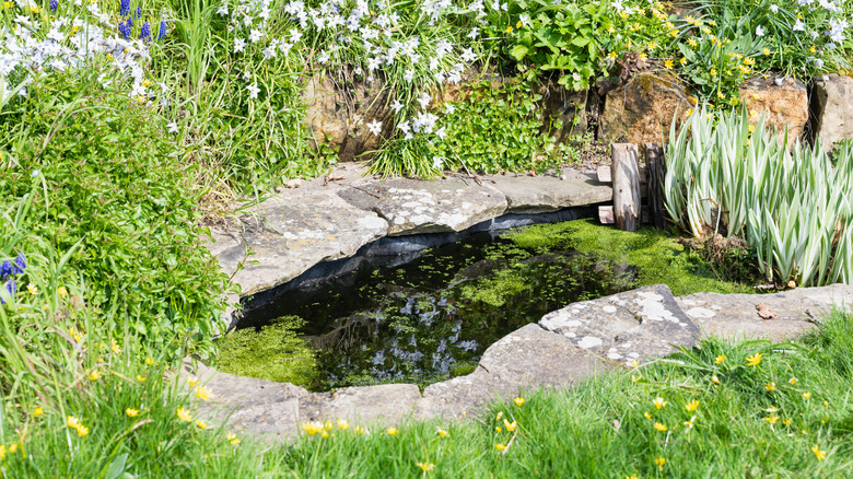 wildlife pond in the garden
