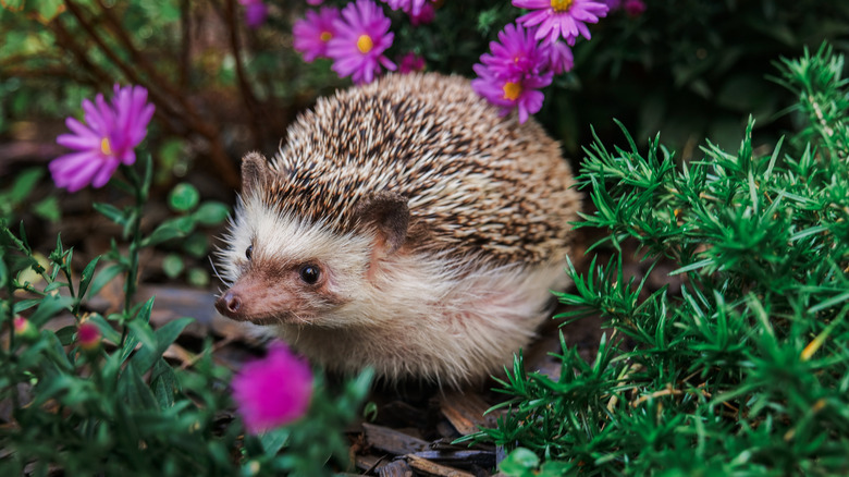 hdgehog in the garden