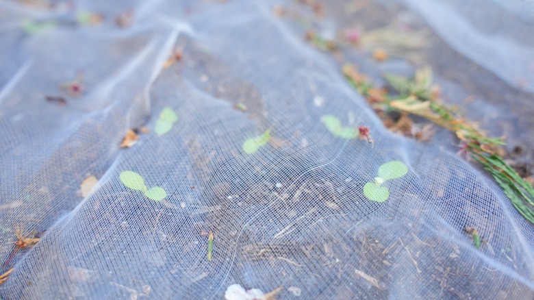 mesh covering seedlings