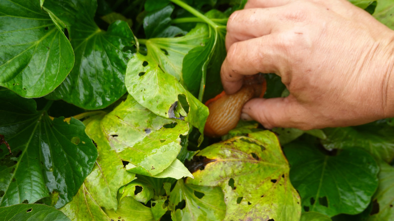 picking slug off plant