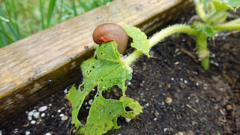 close up of a slug in vegetable garden