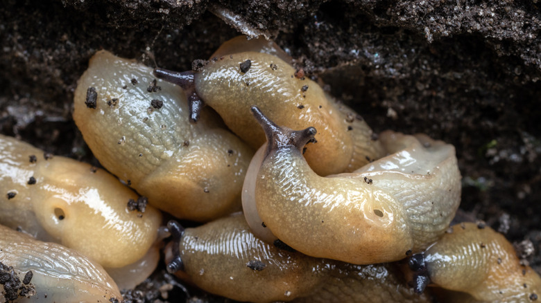 A lots of slugs in soil