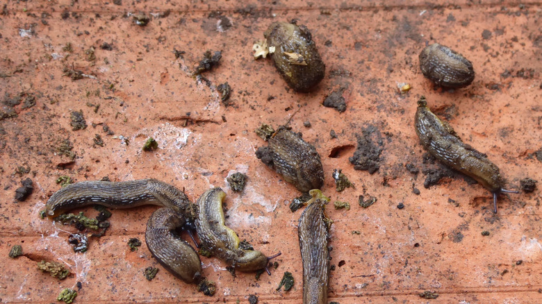 slugs inside plant pot