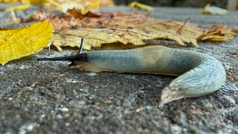 leopard slug near some fallen leaves