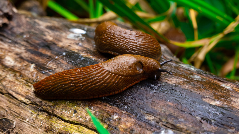 slugs on log