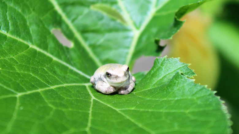 A frog guards squash leaves from slug damage in a healthy ecosystem