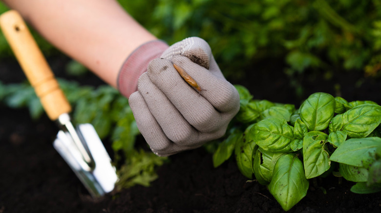 A gardener with a slug on their glove