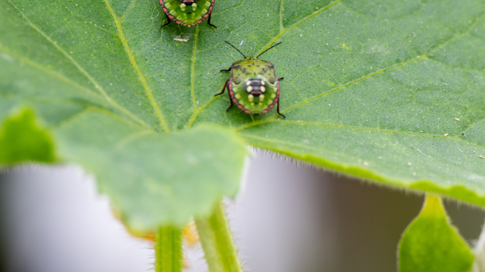 Say Goodbye To Stink Bugs With The Help Of Your Cat's Favorite Treat