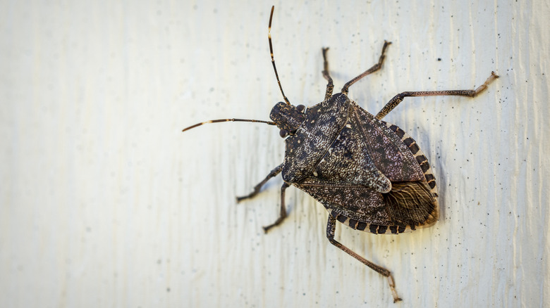 Stink bug on a wall