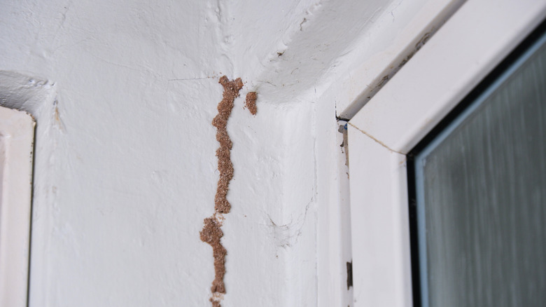 Termites clustered along the walls of a house