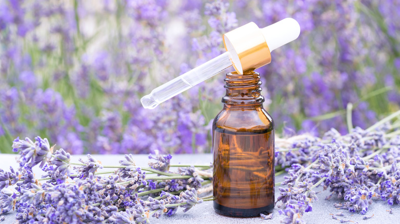 bottle of lavender essential oil next to lavender plant