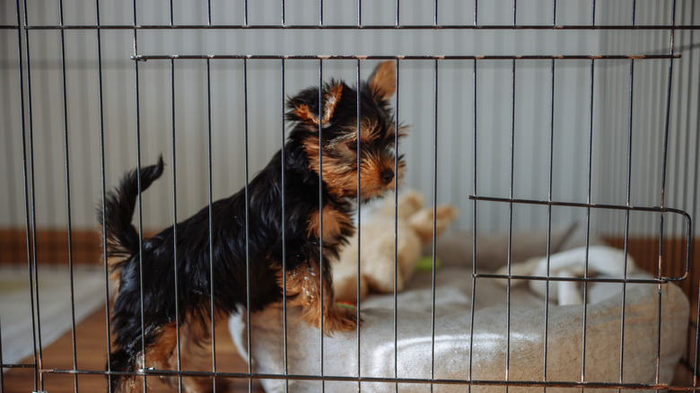 Yorkshire Terrier puppy in a crate