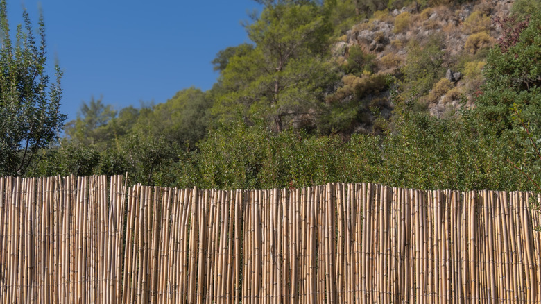 Reed fence covering chain link with wooded hill and blue sky behind it