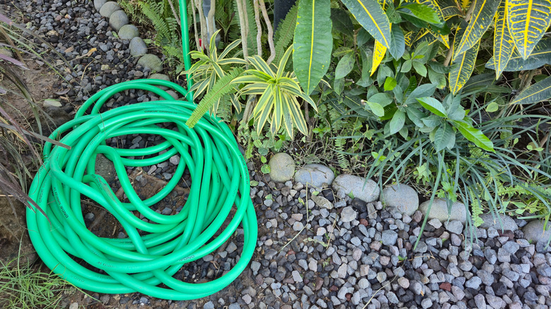 A green garden hose in a tangled knot on the landscaping