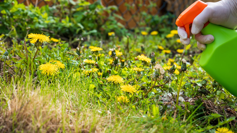 Person battling weeds in their yard with spray bottle