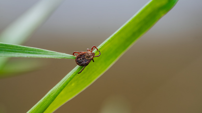 A tick on a blade of grass zoomed in