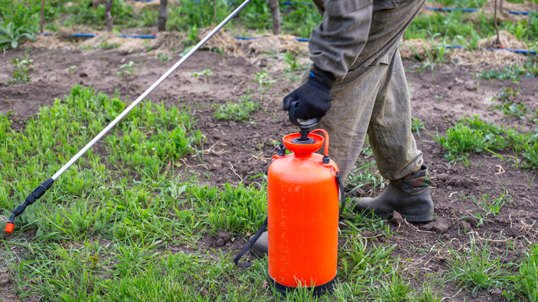 A person in long pants spraying pesticides close to the ground in a patchy area of groundcover