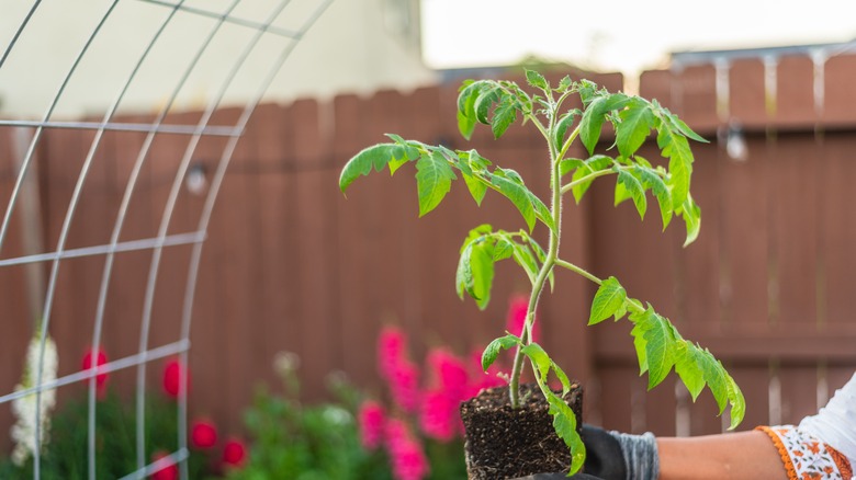 A young tomato plant being held under a trellis.
