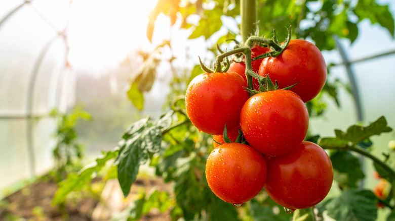 A close up of a cluster of red tomatoes on a vine.