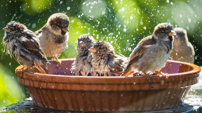 Several small birds playing around in a bird bath