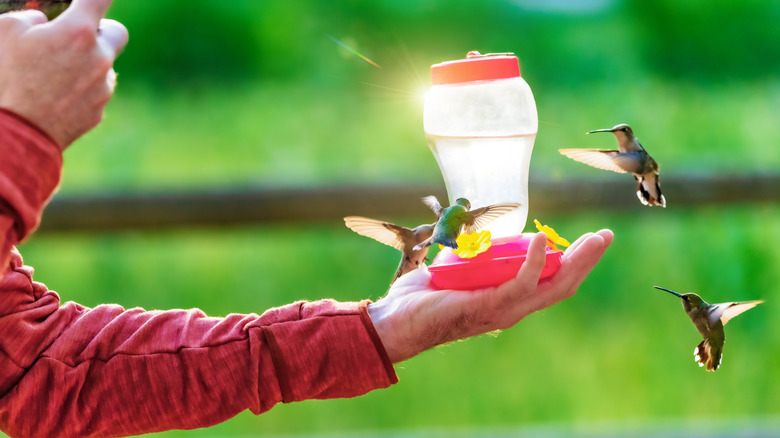 man holding hummingbird feeder as four hummingbirds swarm around