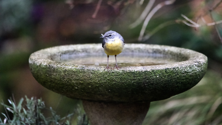 A bird enjoying a splash in a traditional stone bird bath