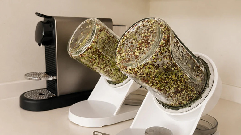 Two seed sprouter jars sitting side by side on a counter next to a coffee pod machine