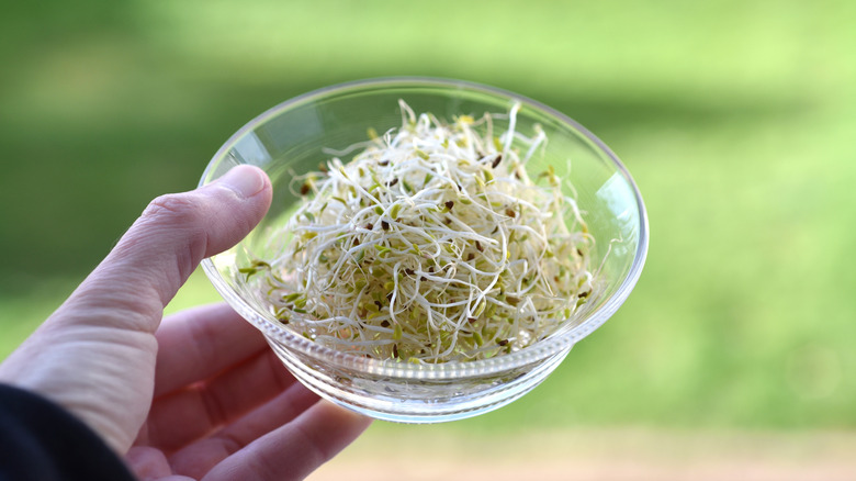 Hand holding bowl with alfalfa sprouts on green background