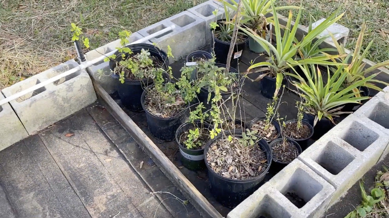 A container garden growing in a garden bed mulched with roof shingles