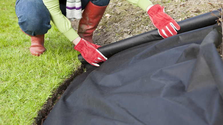 A gardener laying out a sheet of landscape fabric to control weeds