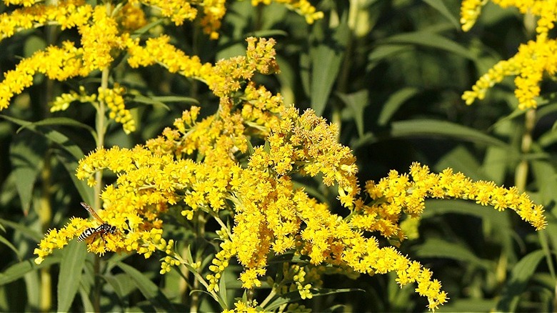 Close-up of goldenrod growing in a garden