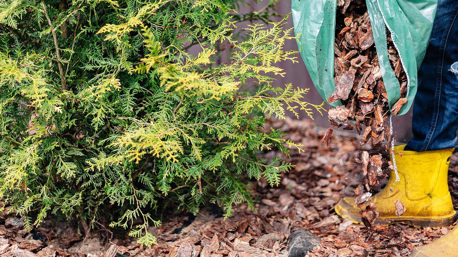 Say Goodbye To Traditional Mulch: Use This Golden Perennial For Fewer ...