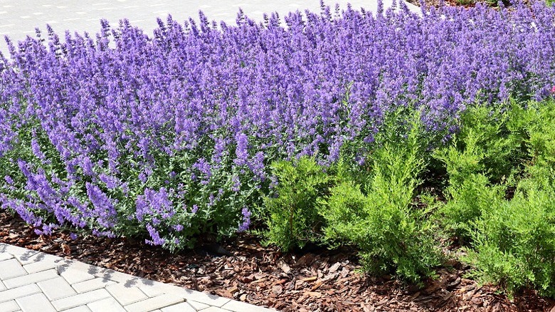 A garden bed in a public park mass planted with catmint showing how well it covers the soil