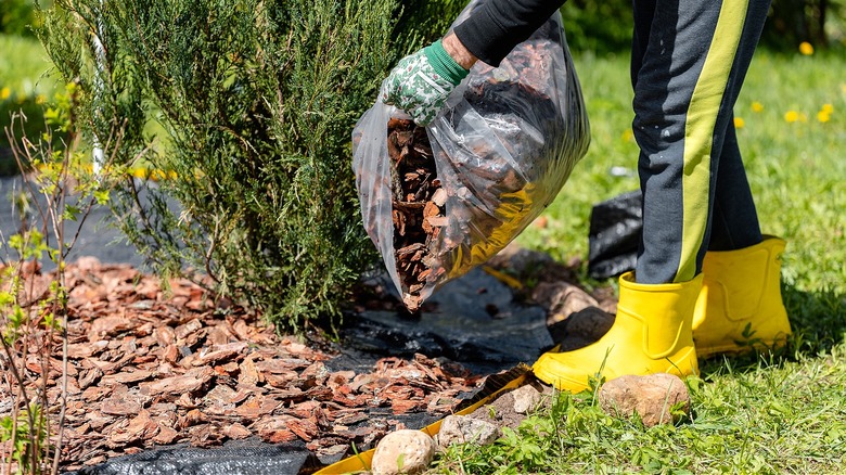 A gardener applying traditional mulch to a garden bed which has been covered with landscape fabric to suppress weeds