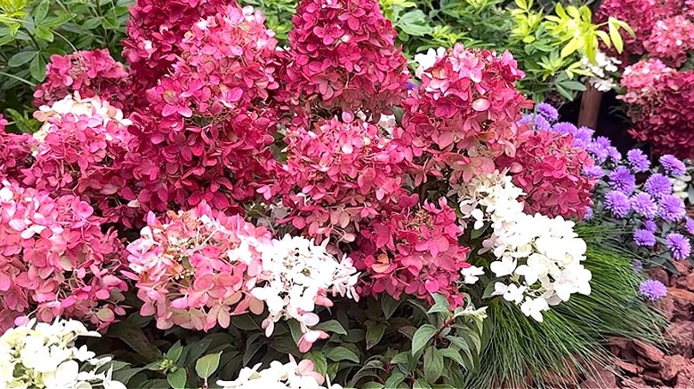Pink and white blooming Groundbreaker 'Ruby' hydrangeas