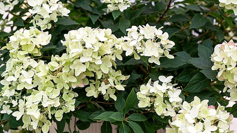 White blooming flowers of Groundbreaker 'Blush' hydrangeas