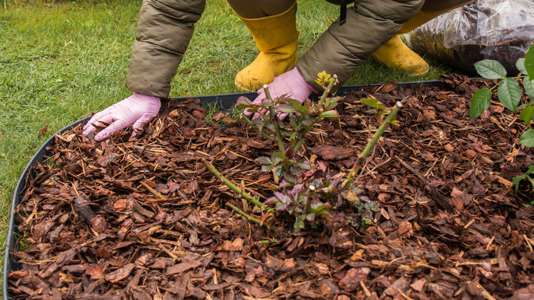 A person spreading traditional wood mulch onto a garden bed.