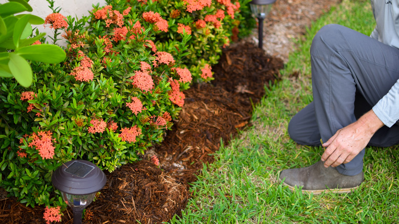 A person wearing dark gray shoes and bluish-gray pants kneels next to a row of small green shrubs with bright orange flowers, surrounded by brown mulch.