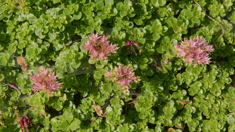 Spiky pink flowers emerge from a bed of lime green rosettes.