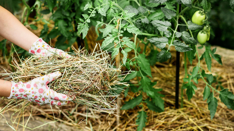 A set of hands wearing pink-and-white floral print gardening gloves holding light brownish-green straw, with a green tomato plant and more straw in the background.