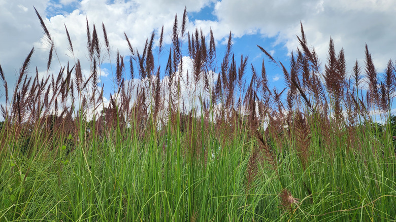 Tall narrow green blades of grass topped with brownish-purple plumes are pictured with a blue sky and some white clouds in the background.