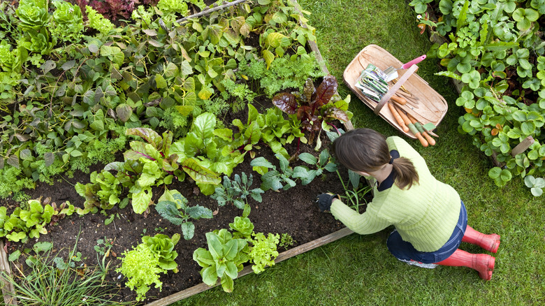 A woman works in her vegetable garden.