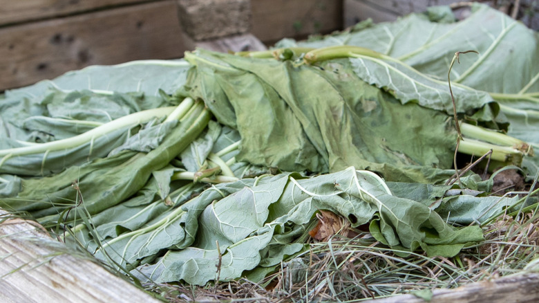 Chopped rhubarb leaves lying on top of a compost pile.